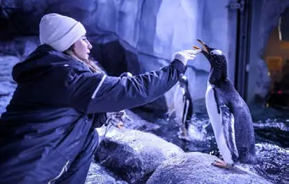 Akvaryumda penguenleri izleyen bir ziyaretçi